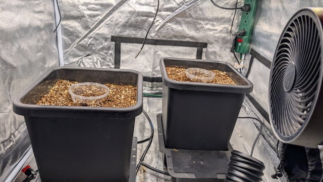 Grow 3 — germination, day 3