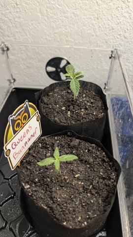 Sativa Summer Autos — seedling_rooting, day 8