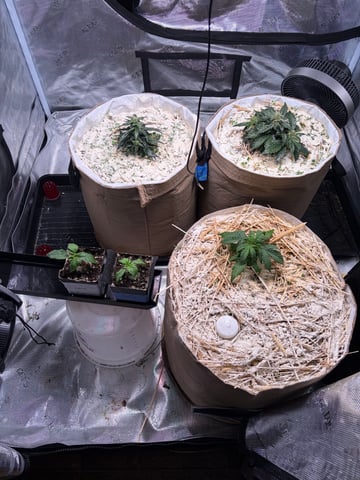 510 First Run! — flower, day 59