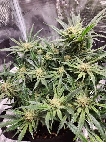 Autoflower grow. my first grow  — flower, day 53