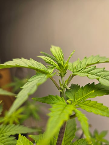 1st Grow — flower, day 59