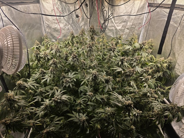 Oceanz 16 — harvest, day 168