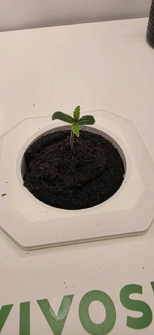 Vivosun Seed tent — seedling_rooting, day 8