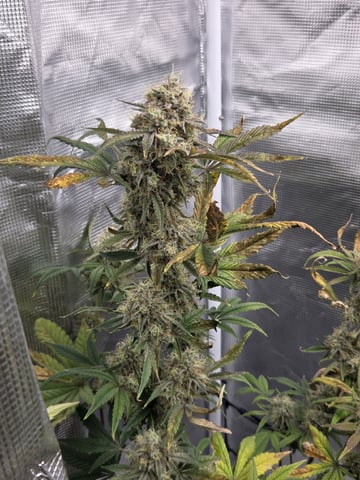 Autoflower NIGHT OWL — flower, day 25