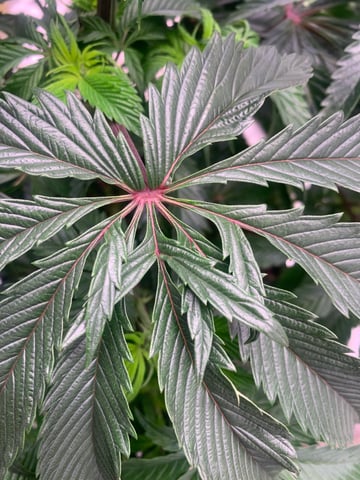 Trunked — vegetative, day 60