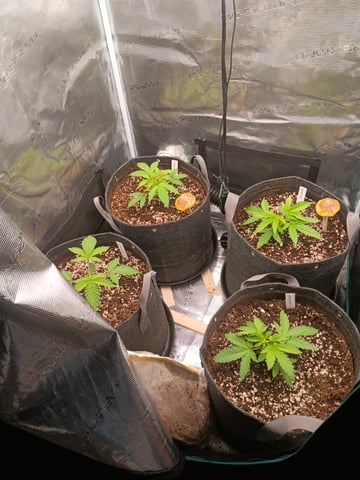 HP CC — vegetative, day 25
