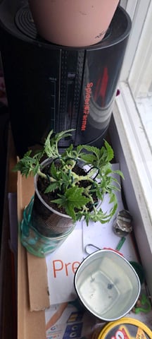 First Grow with the new setup  — vegetative, day 49