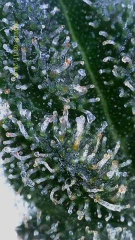 1st Auto Grow (LSD + BrB) - 1st indoor Grow — flower, day 73