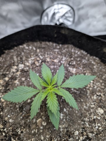 Cinderella 99 — vegetative, day 17