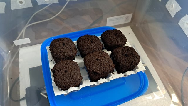 No3 — germination, day 2