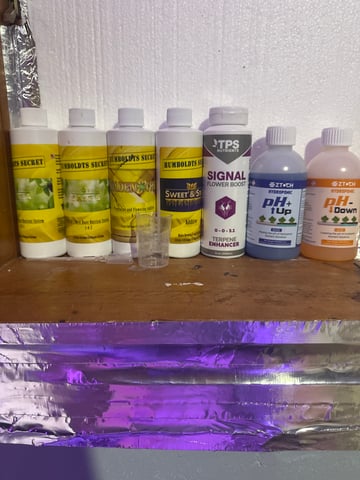 FIRST GROW EVER LETS GO!!! — seedling_rooting, day 2