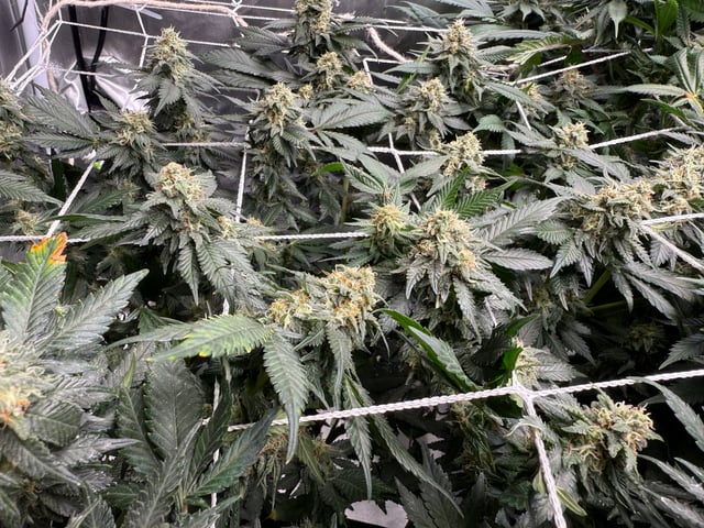 Green Gelato — flower, day 87