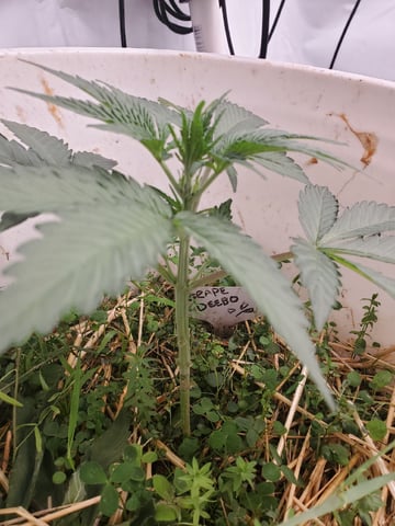 Auto Flower Run Fully Organic — vegetative, day 25