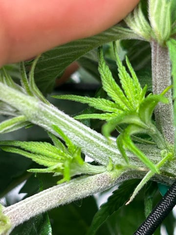 2025-26 harvest INDOOR — flower, day 82