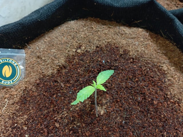 Blackberry Moonrocks  — seedling_rooting, day 28