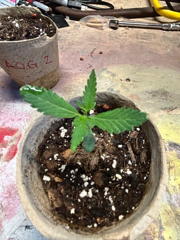 First ever grow — seedling_rooting, day 18