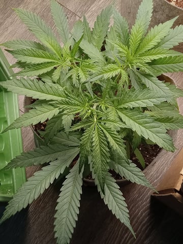 Blueberry critical kush x purple peyote wifi  and one L.a kush cake . — flower, day 59