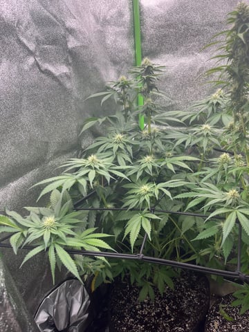 My First Four — flower, day 81