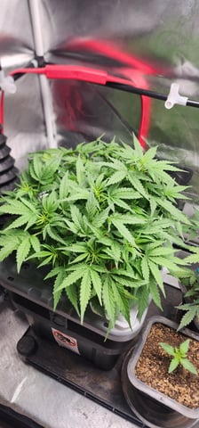 El Chemi Kiwi autoflower  — vegetative, day 36