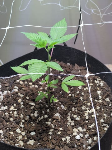 Audrey III — vegetative, day 48