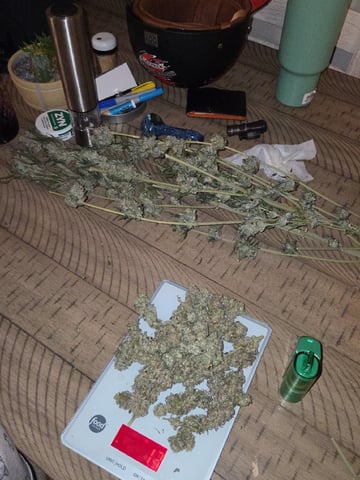 Bruce Banner #4  — harvest, day 131