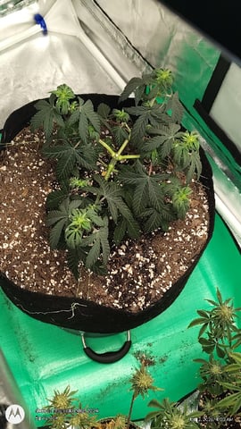 Grow Budz — vegetative, day 42