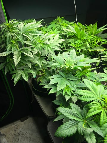 2nd Autoflower Indoor Grow — vegetative, day 35