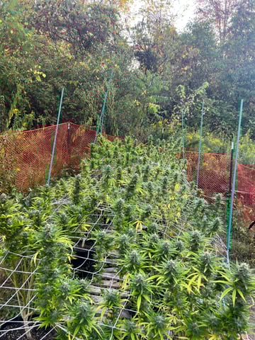 Indoor Grow  — flower, day 63