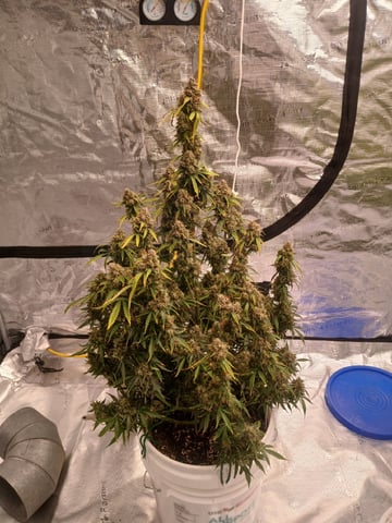 Cornucopia of Cannabis