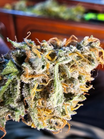 bubblegum  — harvest, day 38