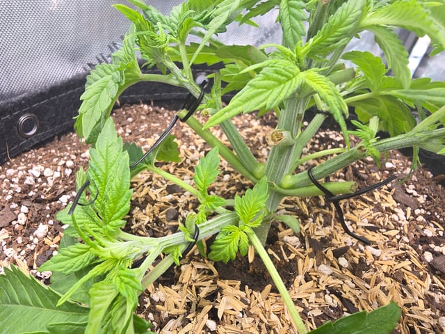 Purple Haze  — vegetative, day 15