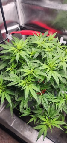 El Chemi Kiwi autoflower  — flower, day 44