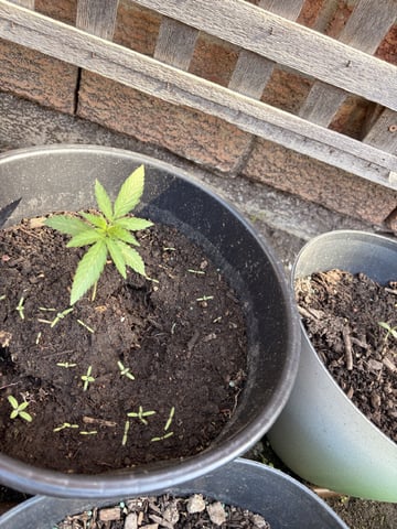 Muliflex — vegetative, day 28