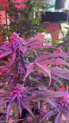 garden — flower, day 1