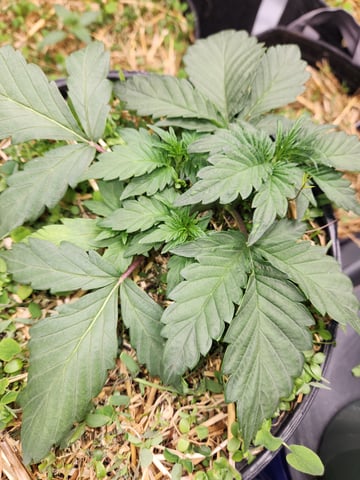 Mephisto Apple Crush in Nature's Living Soil  — vegetative, day 27