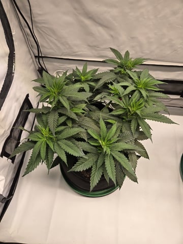 Zoap & Mimosa x OrangePunch — vegetative, day 58