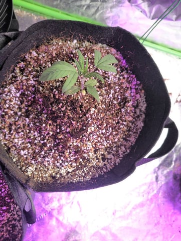 2025-26 — seedling_rooting, day 5