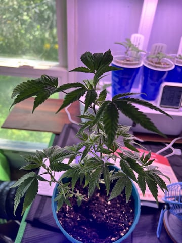 White Widow Auto
