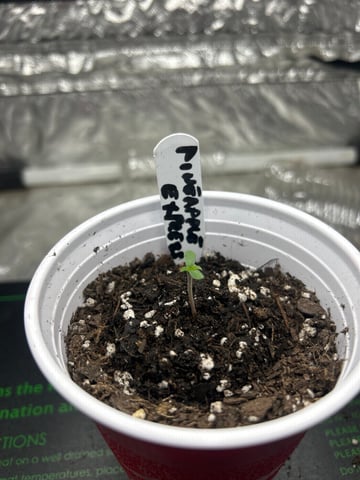 Barney’s Farm  — seedling_rooting, day 1