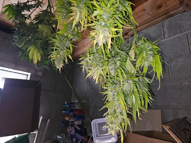 bubblegum  — harvest, day 29
