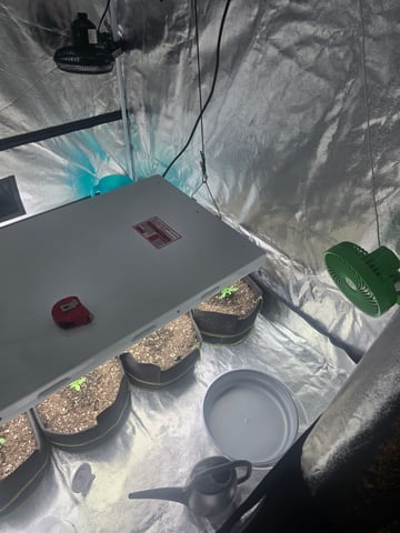 3rd Auto Grow — seedling_rooting, day 32