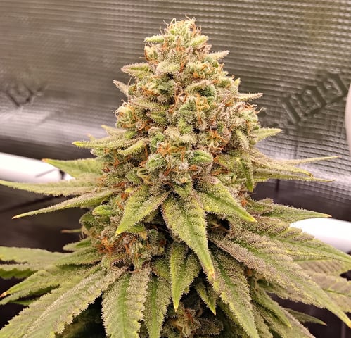 Starfighter/Ohio Guptilla Hybrid — flower, day 41