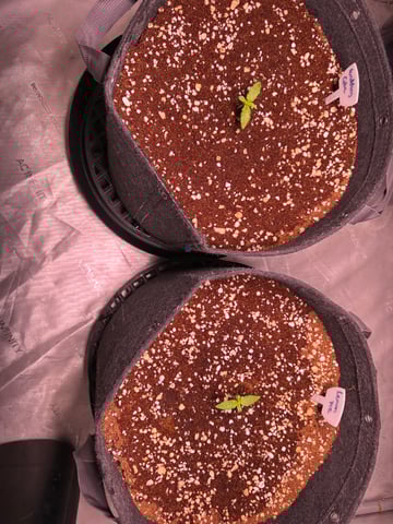 Lemon Pie & Wedding Glue (Autos)