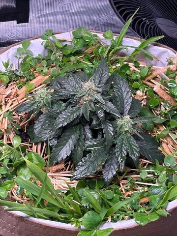 510 First Run! — flower, day 57