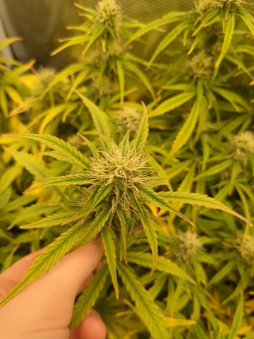 first grow — flower, day 51