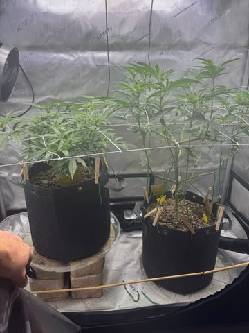 catpiss canyon & Apple Candie  — grow_setup, day 1