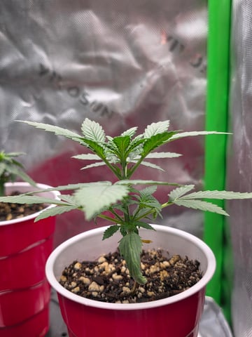 Blue Dream ( I THINK) — grow_setup, day 1