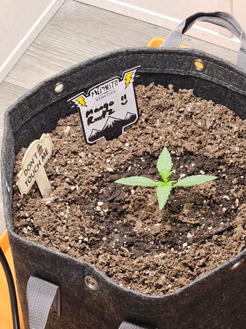 Mango Runtz — seedling_rooting, day 19