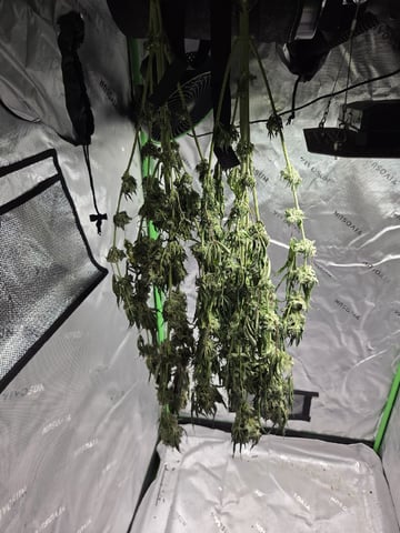 Bruce Banner #4 