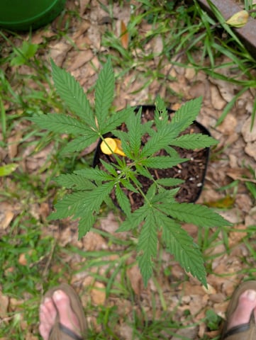 Country Boy — vegetative, day 24
